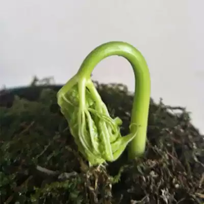 Northeast Changbai Mountain Ginseng under Forest live vaccine mountain ginseng seedlings Greening pot 10 branches herbs ginseng sparkling wine