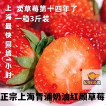 Betta Фрукты Теперь Свежие Фрукты Qingpu Red Face Cream Strawberry Box Платье Non Dandong 99 Zangji Shanghai