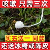 Wild Sichuanbei, Five Free, чтобы получить один бесплатный для одного из Sichuan Aba Wild Sikawa Fritillaria, может поразить Чуанбей Фанальные лекарственные материалы 10G.