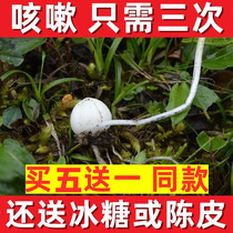 Wild Chuanbei buy five free one Sichuan Aba wild sulfur-free Fritillaria can be called Sichuan shellfish powder Chinese herbal medicine 10g