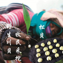 10g Sichuan Aba wild sulfur-free Fritillaria wild Matsubei Koda Sichuan Bei Pingbei Chinese herbal medicine