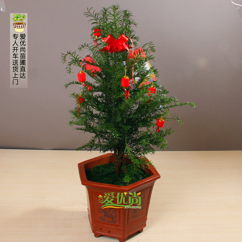 �����к춹ɼ����00025