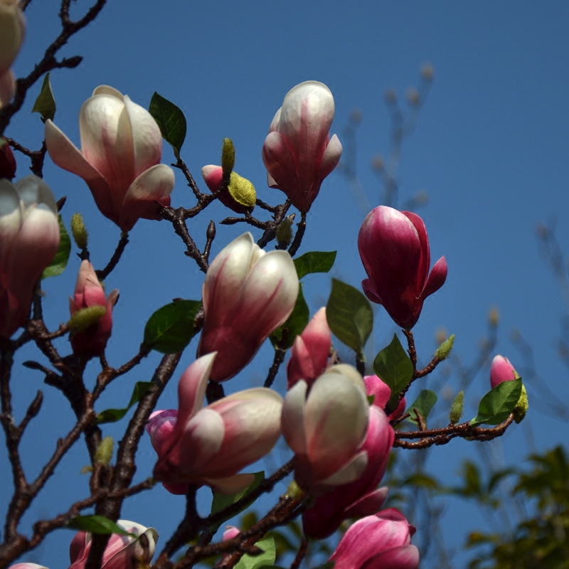 High-quality simulation feel magnolia simulation flowers cotton living room fake flowers floor ornaments welcome spring wide magnolia