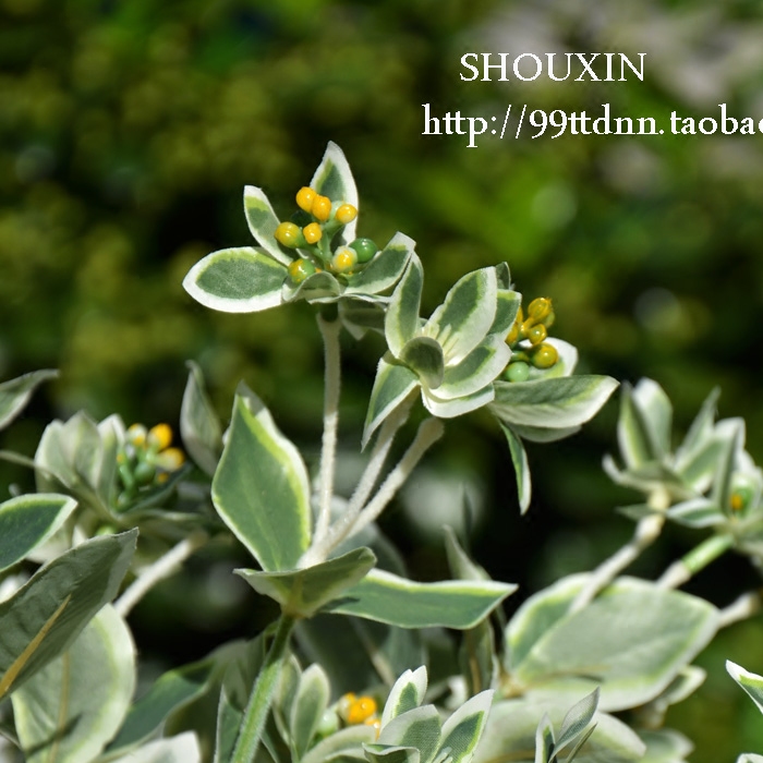 High-grade simulation Naruko leaf green plant flower arrangement with grass silver edge Green alpine snow Nordic simple style