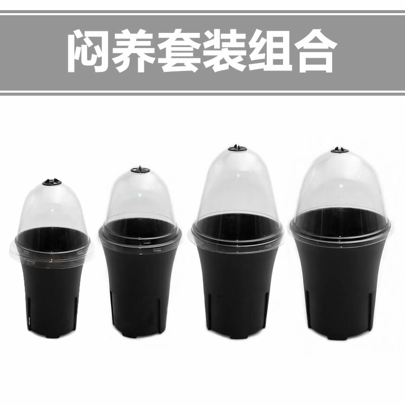 Jade Dew Eating Worm Grass Smothered Hood Smoggy Raising Lid Flower Pot twelve Vol. smoggy Nourishing God's round control of Vientiane Basin Smoggy Raising