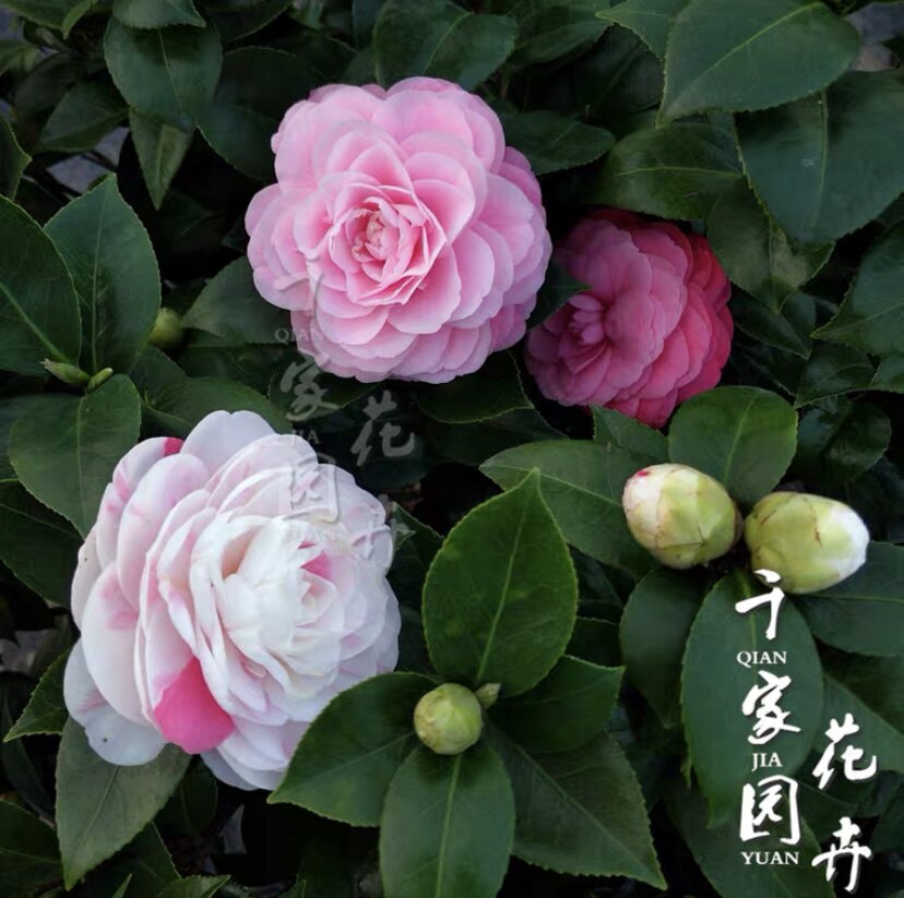 千家园花卉的LOGO