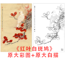 Gongbi line drawing flowers and birds draft Li Xiaoming three open red leaves White Turtledove line drawing copy physical print 858C