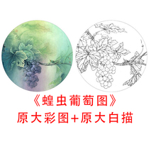 Gongyi sketch White trace fan Li Xiaoming Locust grape map line drawing copy physical print 849C