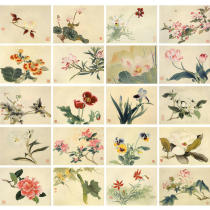 Meticulous painting line drawing bottom draft Yu Zhizhen flower sketch set 20 30*40 physical printing with color picture JV65