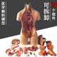 Boko human anatomy model organ detachable hospital ການສອນ model trunk system structure diagram anatomy