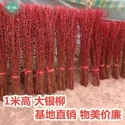 Silver willow real flower 1 meter silver willow fresh branches New Year's eve flowers Silver willow dried flowers can be dried and hydroponic red willow 20 sticks
