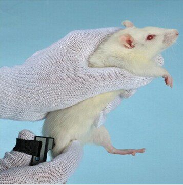 Rat pain threshold analysis system Behavioral test of rat pain - pain gauge local measurement