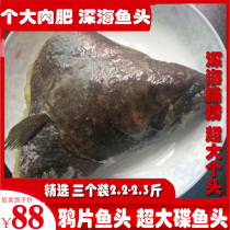 Opium fish head Fresh deep-sea dish fish head flounder Extra large seafood Aquatic fresh plaice fish head 3 packs