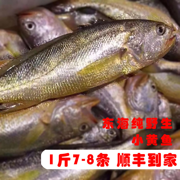 Zhoushan Fresh Ashore East China Sea Small Yellow Fish Rush Frozen Non Frozen Seafood Aquatic Yellowfish 1 Catty 7-8 Bar