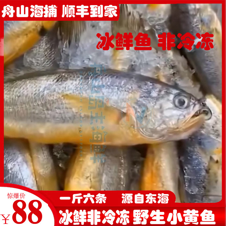 Zhoushan fresh fresh ashore East China Sea wild small yellow croaker frozen non-frozen seafood aquatic yellow croaker 1 catty 6