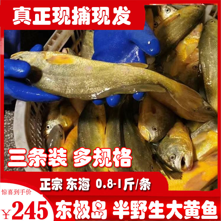East Polar Island Ecology Half Wild Large Yellow Fish Fresh Marine Fish Seafood Aquatic Fresh 3 Bottling Yellow Fish Yellow Fish Island