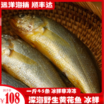 Fresh rhubarb flower fish Small yellow fish Fresh seafood Aquatic products Fresh chilled non-frozen deep sea fish 4-5 kg