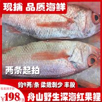 Zhoushan specialty wild deep-sea red fruit carp red bluefin fish caught alive about 9 or 2 seafood caught now