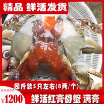 (full-mother paste crab) 5 only 4 catts with extra-large red paste crab II Mother crab High-end Seafood Red Sturgeon Crab Fresh