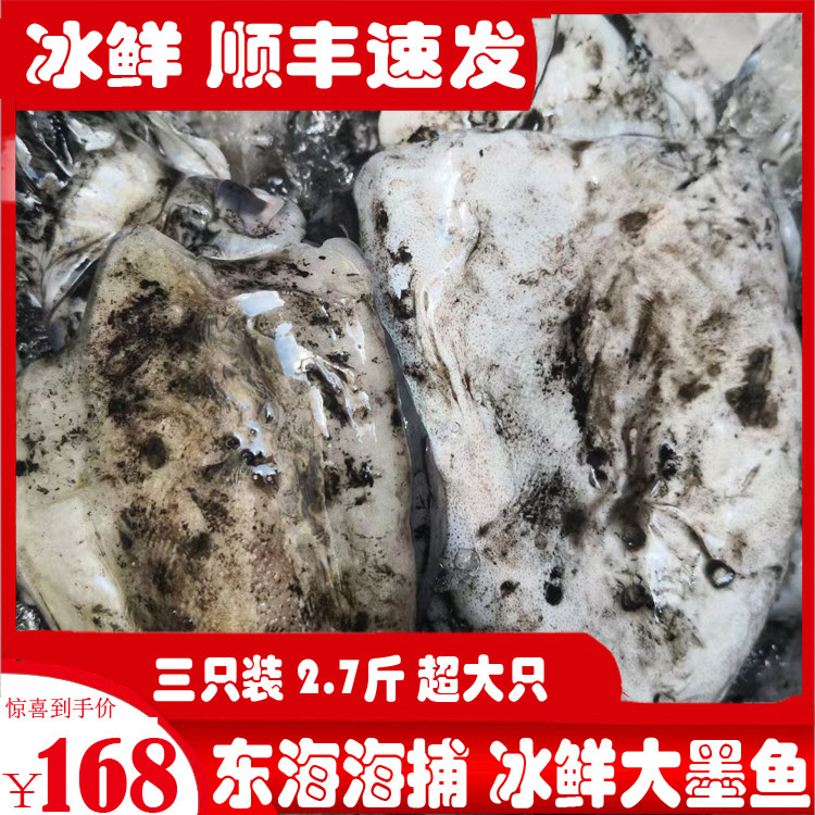 Boat Hills Wild Ink Fish Squid Squid Fresh Rush Freeze 3 Only 2 7 Catfish Fishing Boat Straight Hair Large Ink Fish Raw Sea Trapeze