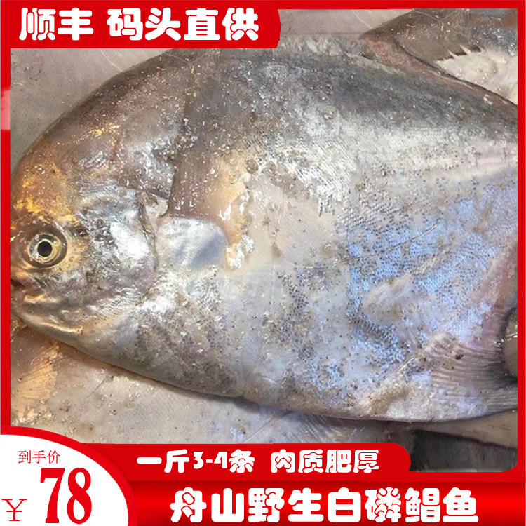 Boat Mountain Flow Net White Phosphorus Pomfret White Phosphorus Pompino Fish Baby Deputy Food Fresh Wild Silver Pomfret 1 catty 3-4 Bar