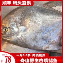 Zhoushan drift net white phosphorus pomfret White phosphorus pomfret bream baby supplement fresh wild silver pomfret fish 1 kg 3-4 pieces