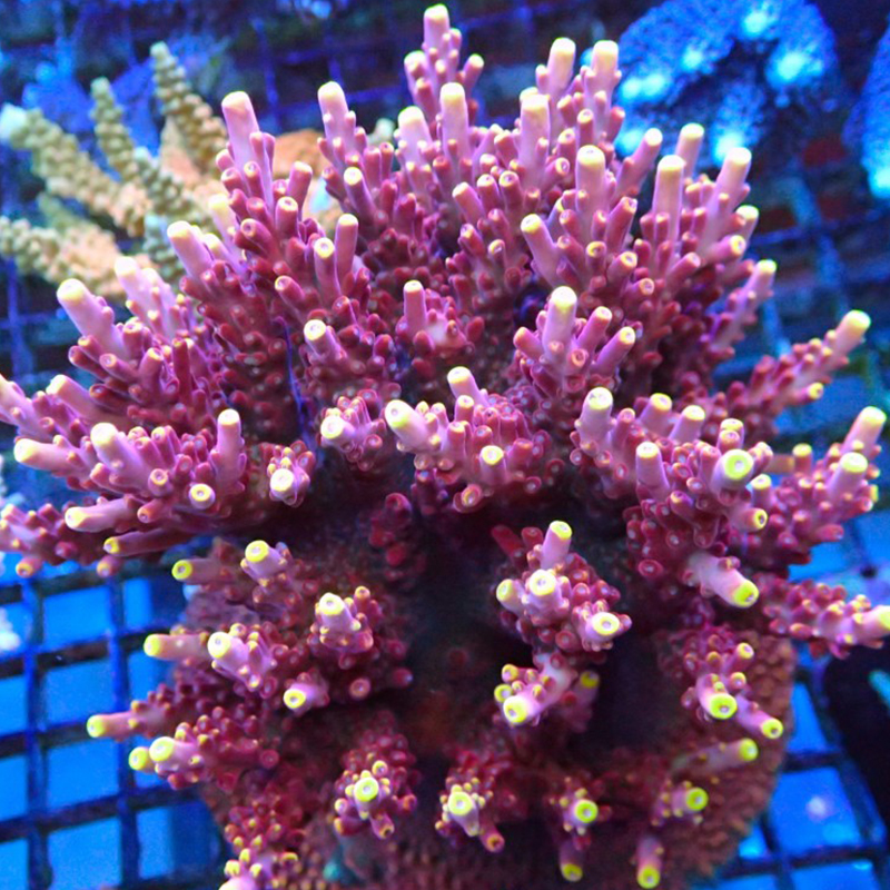 25年最新测评｜SPS硬骨珊瑚母体汽水彩鱼鳞金吞牛金龙骨海水鱼