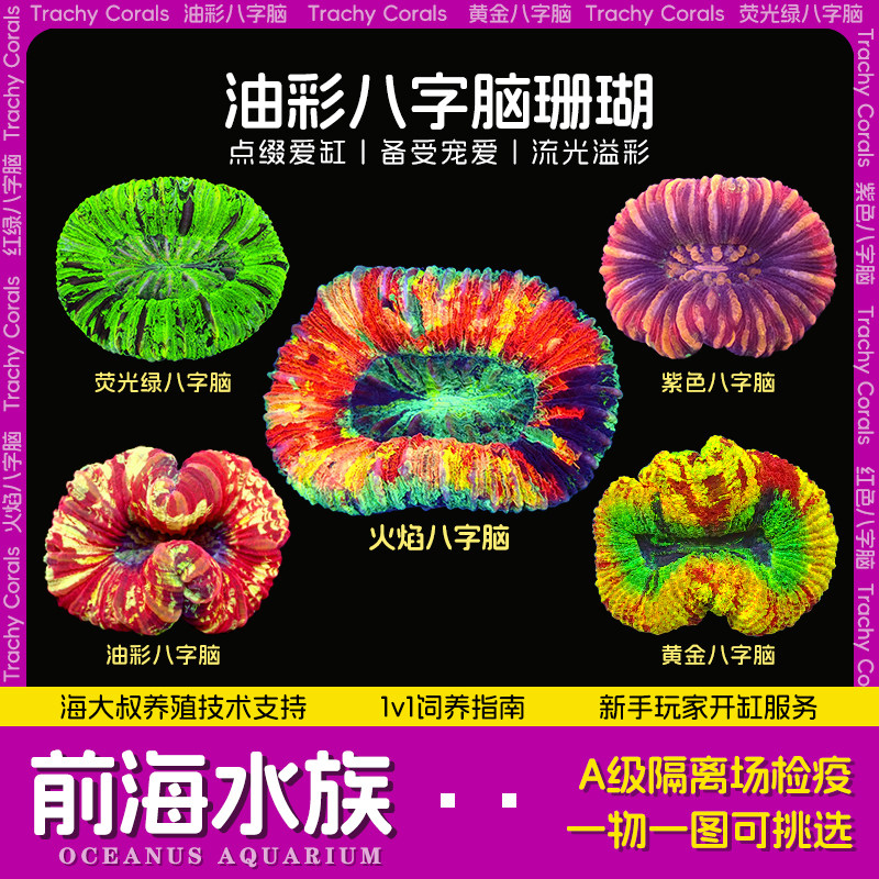 🌊海洋奇缘！油彩八字脑珊瑚精品糖果脑珊瑚，让你的海水鱼缸美轮美奂