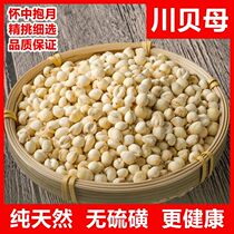 Sichuan Fritillary Authentic Sichuan Fritillary Special Grade Sulfur-Free Sichuan Fritillary Powder Small Sichuan Fritillary Chinese Medicinal Material 50g Sichuan Fritillaria