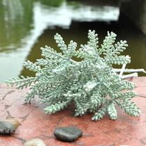 Simulated Hairy Deer Hornet flower - plug material green plant pot - view interior decoration leaves