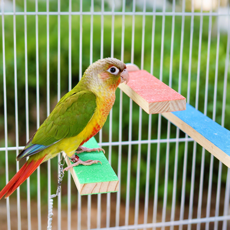 Parrot Grinding Platform, Beak Grinding Solid Wood Stand, Pet Bird Supplies, Toys, Landscaping, Non-Slip, Wear-Resistant, Special-Purpose Parrot Grinding Platform, Beak Grinding Solid Wood Stand, Pet Bird Supplies, Toys, Landscaping, Non-Slip, Wear-Resistant, Special-Purpose