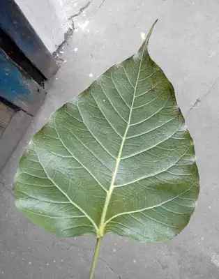 新鮮菩提樹葉菩提葉雕菩提茶菩提鮮葉木葉天目盞菩提葉木葉盞