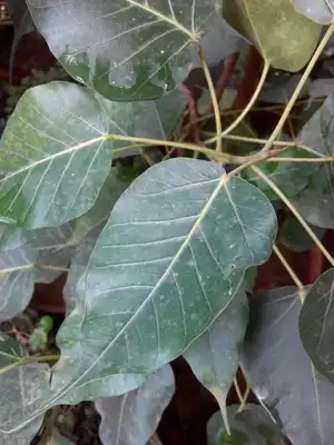 新鮮菩提樹葉菩提葉雕菩提茶菩提鮮葉木葉天目盞菩提葉木葉盞