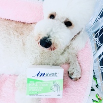 Med invet shark cartilin 340 grams of hip joint malfectivity and knee weakness