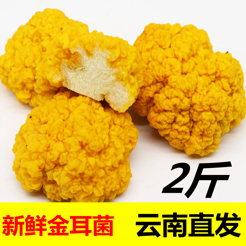 2 catties fresh golden ear fungus 1000g Yunnan yellow fungus mushroom yellow ear fresh goods golden fungus golden ear tremella mushroom