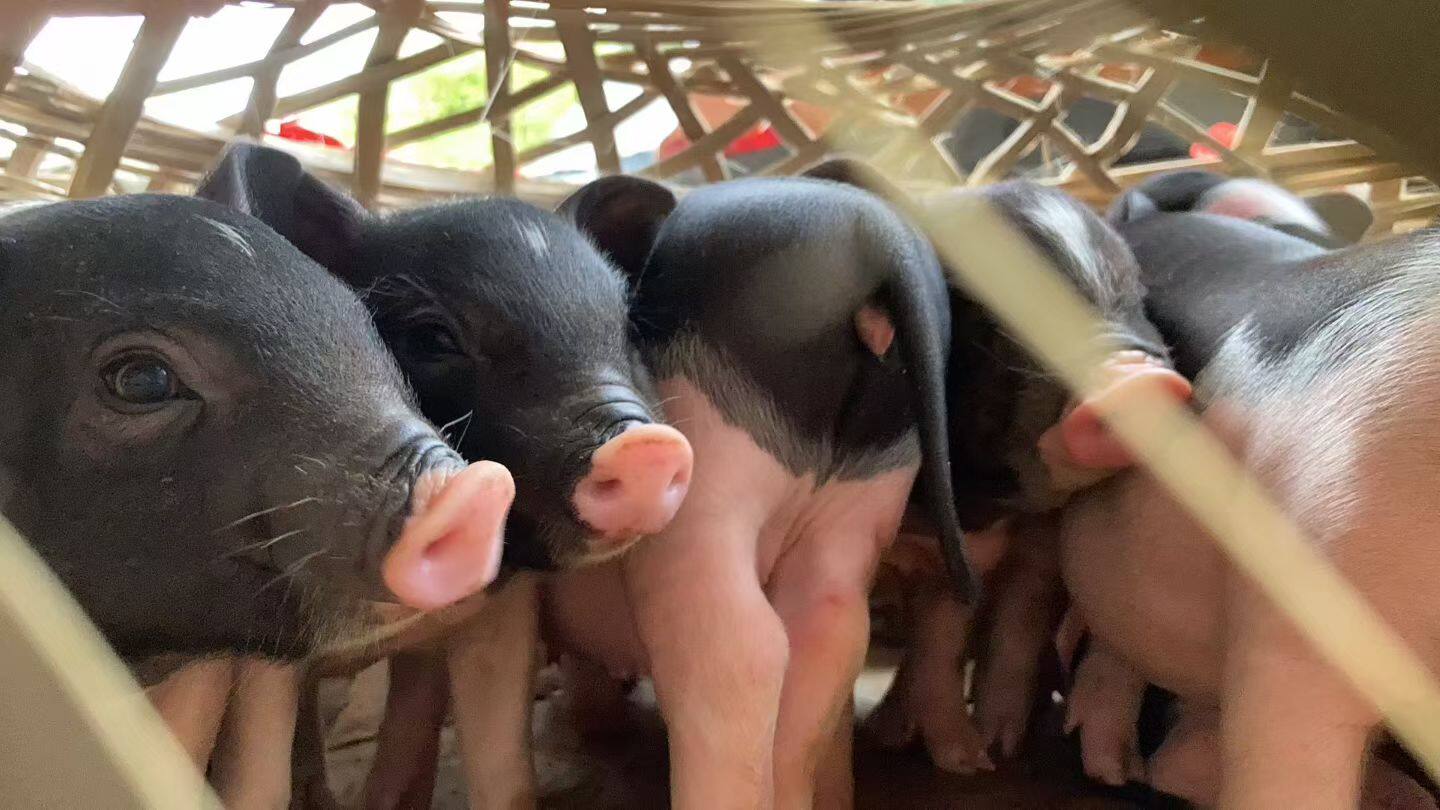 🐾治愈心灵的小香猪幼崽,高性价比伴侣宠物🌟-香猪-淘宝好物网