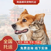 Tailwind Nanchang Pet Consignment Service National Kitty Air Transport Beijing Guangzhou Shenzhen International Mailing Dog Express