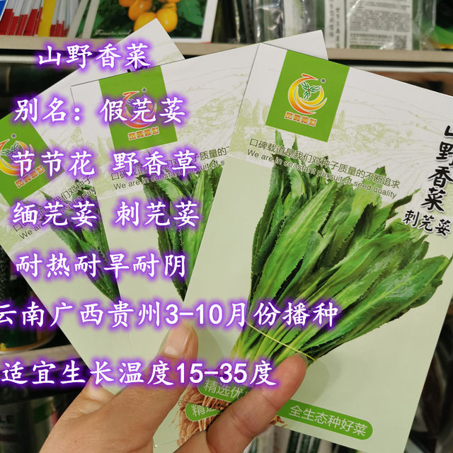 Mountain parsley seeds, false coriander, wild herbs, false coriander, Burmese coriander, Yunnan wild vegetable seeds, sown in three seasons