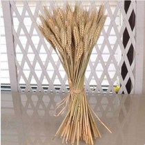 Natural wheat ear dried flower bouquet opening barley garden decoration gift shooting props Rice ear dried flower real flower