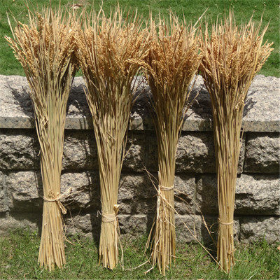 Special offer real rice ear simulation rice ear paddy dry flower rice ear dry branch harvest leisure farm shooting photography props