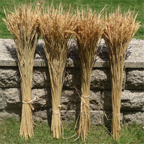 Special price real rice ear simulation Rice ear rice dry flower rice ear dry flower crop harvest farm shooting props