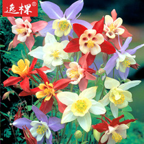 Colin Eucalor seed Flower Seed Perennial Four Seasons Flowering Balcony Courtyard Indoor Outdoor Flower Green Plant Potted