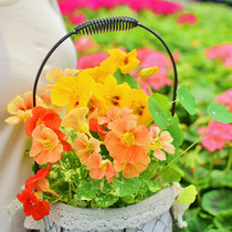 Nasturtium flower seeds indoor potted balcony courtyard climbing vine flower plants flower seeds 10