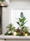 Indoor Artificial Green Plants, Camping-Style Decoration, Landscaping, Shopping Mall, Hotel, Shop Window, Fake Plants, Floor-Standing Ornaments and Arrangements
