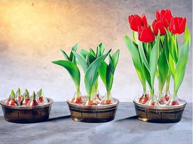 Tulip ball hydroponic flower pot tulip 5-hole hydroponic flower pot 5-hole tulip water cultivation special flower pot