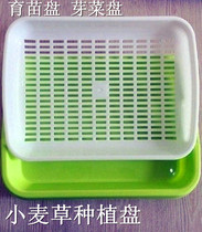 PP grade durable double sprout plate Wheat grass planting plate seedling plate Sprout plate seedling plate Planting plate