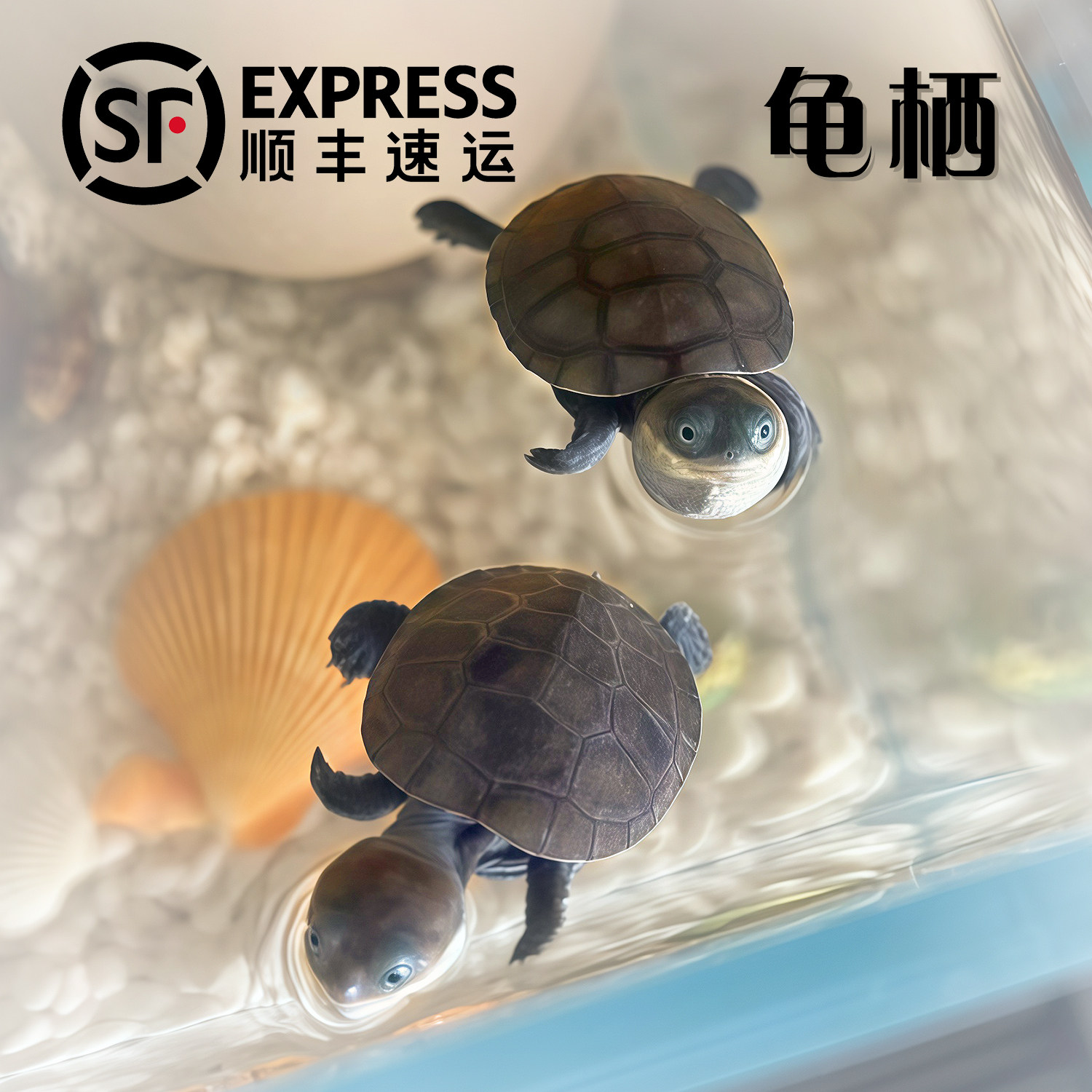 沼泽侧颈龟西非苗:网红仰泳笑脸龟,活体小乌龟宠物界的萌宠新宠!-龟-淘宝好物网
