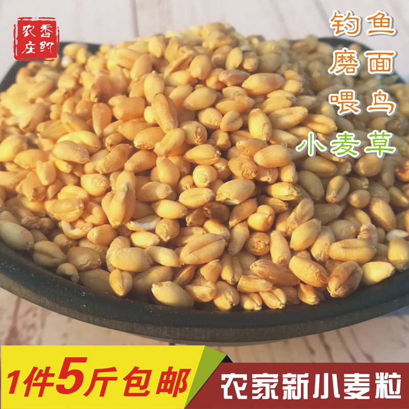 New Wheat Grain Farmyard Wheat Grass Seed Juicing Chicken Duck Goose feed wheat Medzi 1 share 5 catty