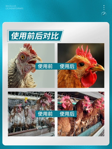 Китайские животные, клевы перья, курицы, 羽 素 素 素 素 素, курица, курица, утка, гусь, пек с птицей анальный лысый порошок, кусочек