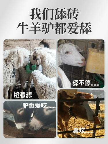 Китайские животные облизывают кирпичные говядины и овечь